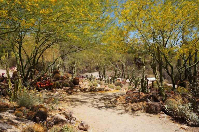 Arizona Sonora Desert Museum